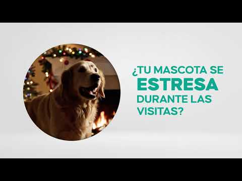 ¿Tu mascota se estresa durante las fiestas? ¡Activá el Modo Ohm!