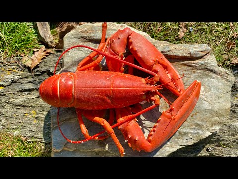 Coastal Foraging and Rockpooling - Lobster, Crab, Seaweed and Shellfish | The FishLocker