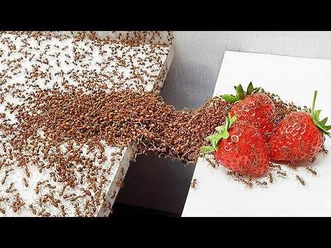 1,000 Ants vs. Obstacles