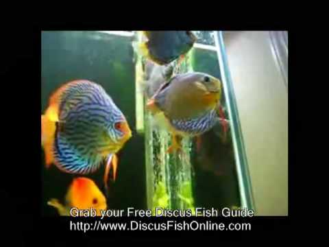 Discus Fish Care, Discus Fish Tank