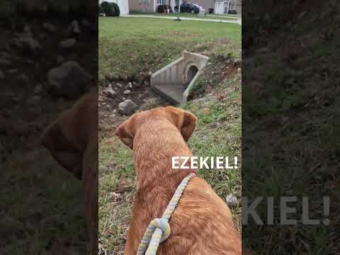 Funny dog videos | What's your name? | Tony vs Ezekiel | Dog vs Cat