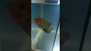 Flowerhorn Fishes Videos