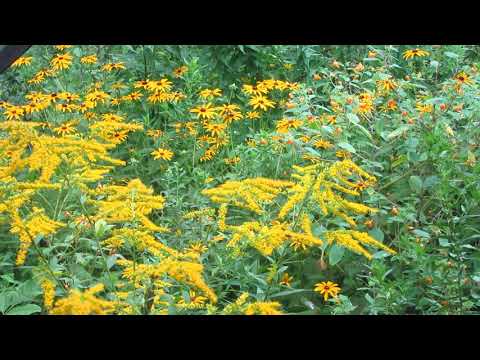 08222019 3063 Insects using native plants