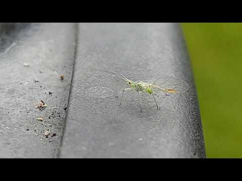 A Tiny Green Fly - Birch Aphid - Macro Shot Experiment