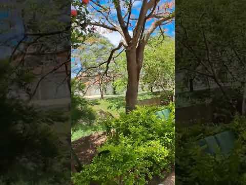 Linda Avenida em Itapira