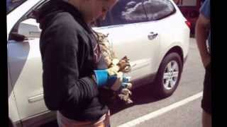 preview picture of video 'Great Horned Owl Rescue'