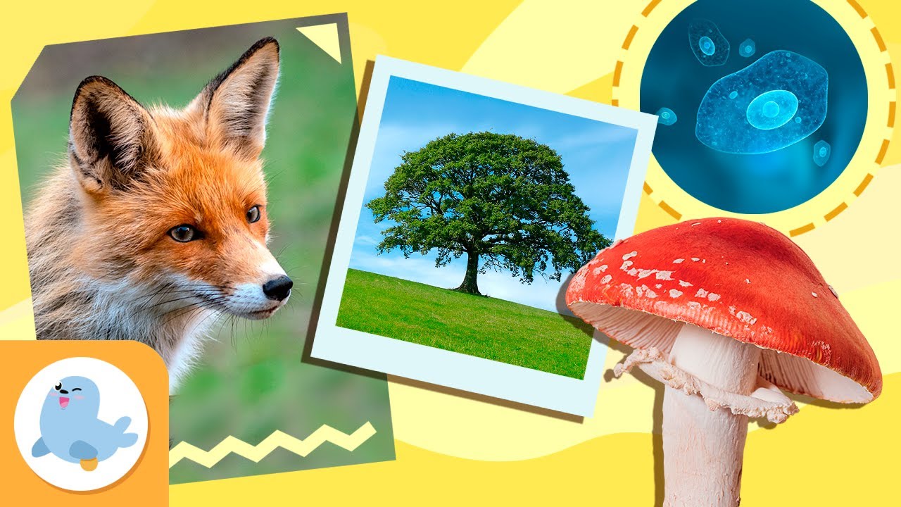 SERES VIVOS 🐶🌼🦠 Funciones vitales, clasificación, organización interna... 🐦🌱🦠 Recopilación