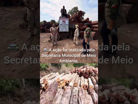 🚨 MANICORÉ: 800 M³ DE MADEIRA ILEGAL SÃO APREENDIDOS NO RIO ATININGA