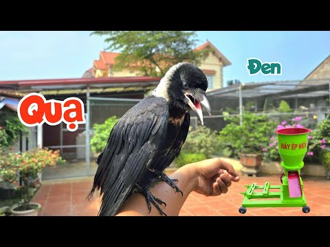 Lần Đầu Nuôi Thử Quạ Đen Và Mua Được Máy Làm Cám Siêu To / Quế Nghịch