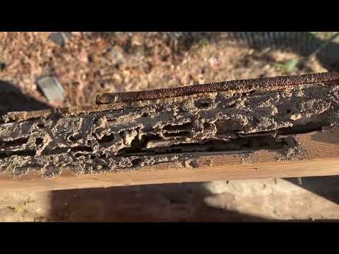 Termites Chomping on the Shed in Beach Haven, NJ