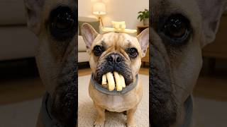 Download lagu funny dog video momments #dogshorts #dogs #funny #shortsfeed #frenchbulldog mp3