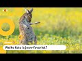 Dit zijn de grappigste dierenfoto's van het jaar