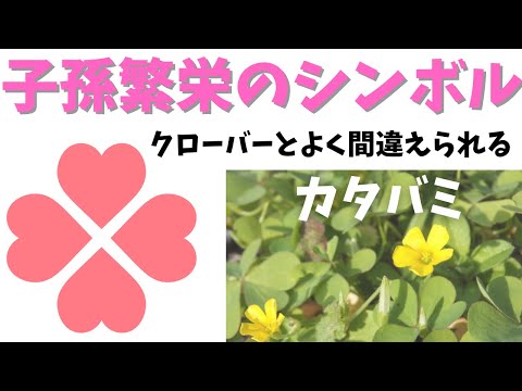 スイバ、カタバミ