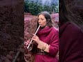 A Narnia Lullaby ️ Tinwhistle Shorts