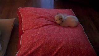 2 dogs, and a cat, and a new DOG bed