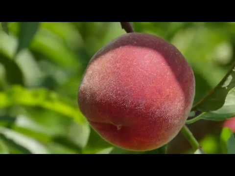 Naša priča ep. 200 21.06.2019. Povrtarstvo, voćarstvo, Donja Trepča