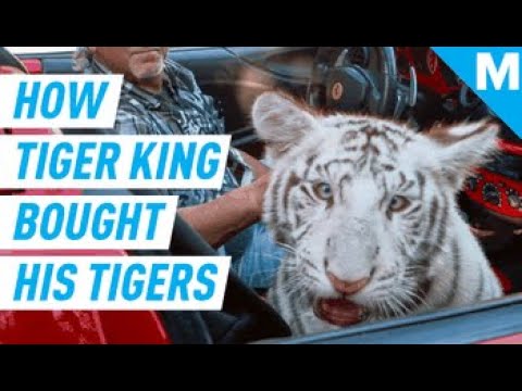 Why Is It So Easy To Buy A Tiger? | Mashable Explains