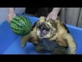 ワニガメ スイカ割り Alligator snapping turtle snaps Water melon off