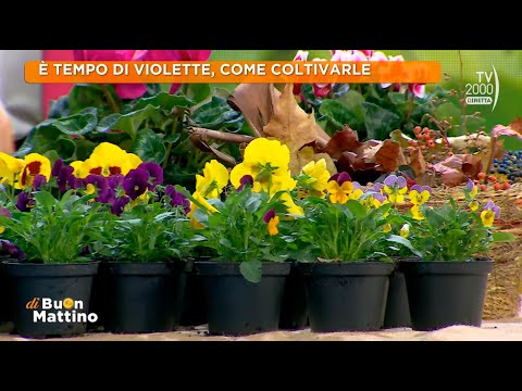 Di Buon Mattino (Tv2000) - Come prendersi cura dei ciclamini e delle violette