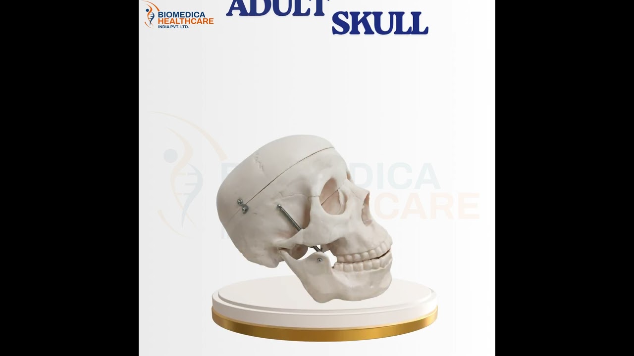 ADULT SKULL MODEL #shorts #viral.