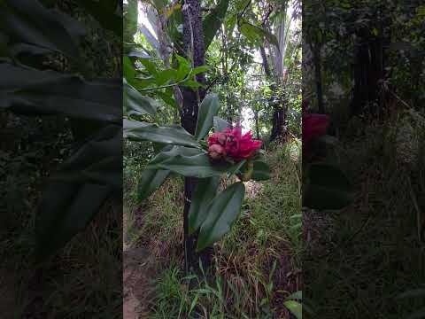 Roraima vídeo221 A ESCADA MÁGICA #roraima #boavista @roraimanaestrada @Jhonatan_minski