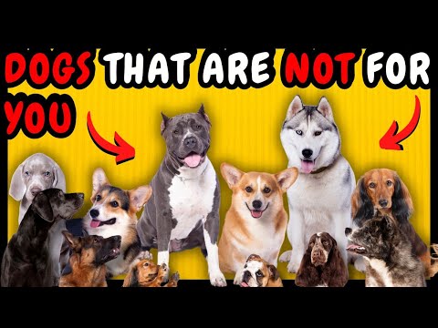 20 DOG BREEDS THAT ARE PROBABLY NOT FOR YOU!