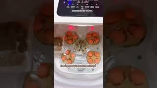 Video Tiktoker Phạm Hằng trải nghiệm bồn ngâm chân gấp gọn Nikio NK-193