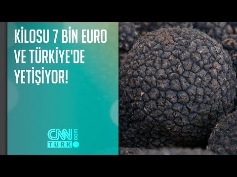 , title : 'Kilosu 7 bin euro ve Türkiye'de yetişiyor!'