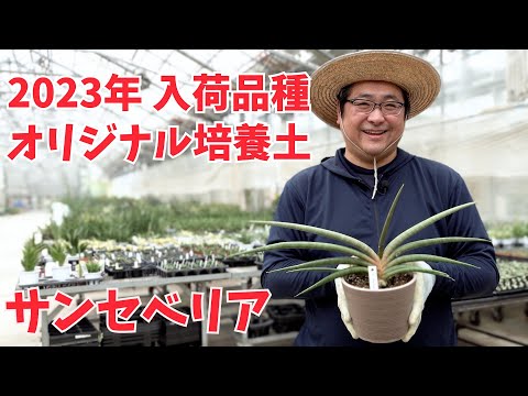 園芸 シスタス・スカンベルギ、ドワーフピンクシスタス