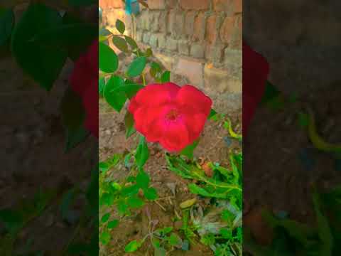 rose flower 🌹❤️❤️❤️❤️❤️#flower #song