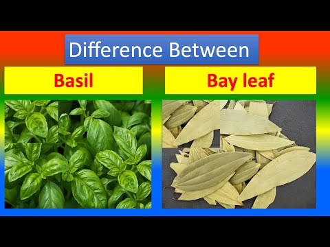 Basil Leaves Vs Bay Leaves