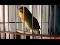 Ocehan Lantang Burung Robin Gacor Bersuara Merdu