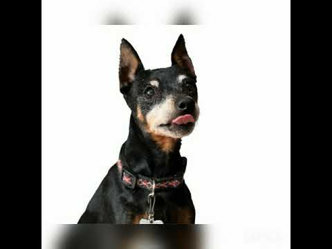 Pinscher Miniatura Criadero Reysha