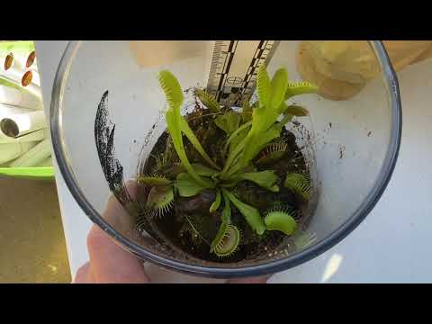 Venus Flytraps and Pest Control