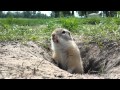 Кормим суслика на острове Татышева (Feeding the Groundhog) 