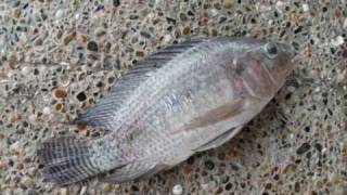 preview picture of video 'De pesca - Hosteria La Florida Tropical (Olaya, Antioquia)'