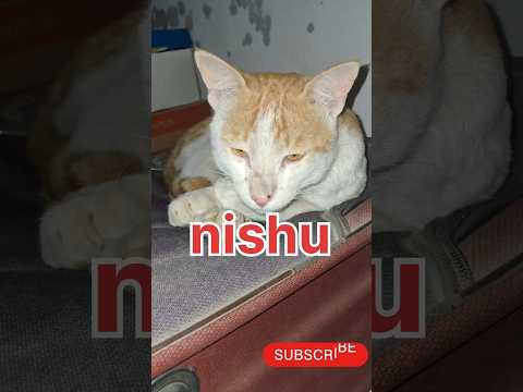 Cat video# nishu #funny cat #popular video#viral shorts #Popular shorts#cat shorts#Big cat shorts