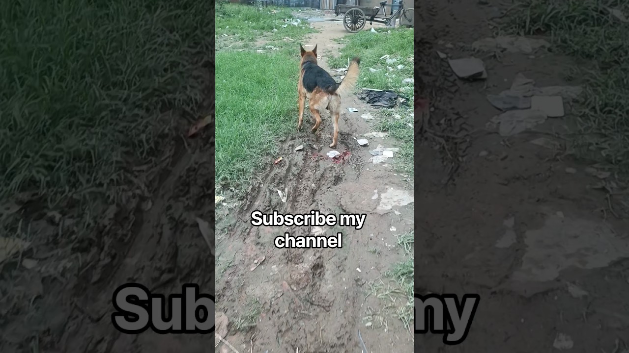 subscribe my channel #shorts #video #vrails #song