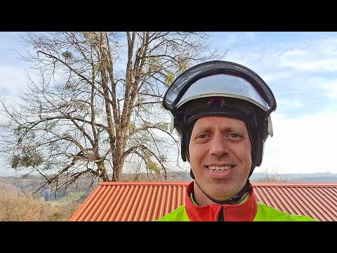 Obrezovanje visoke lipe - Odstranitev bele omele in suhih vej