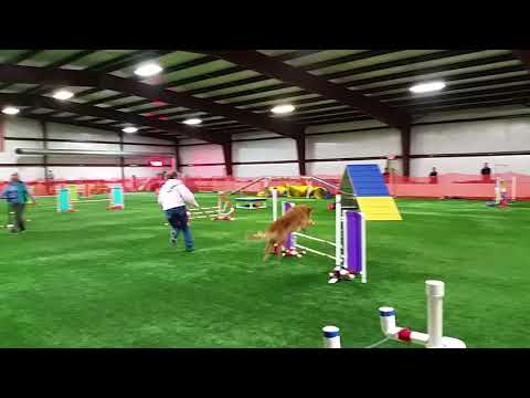 OTCH PACH Tanbark's Asti Spumonte UDX10 OGM PAX 2/24/18