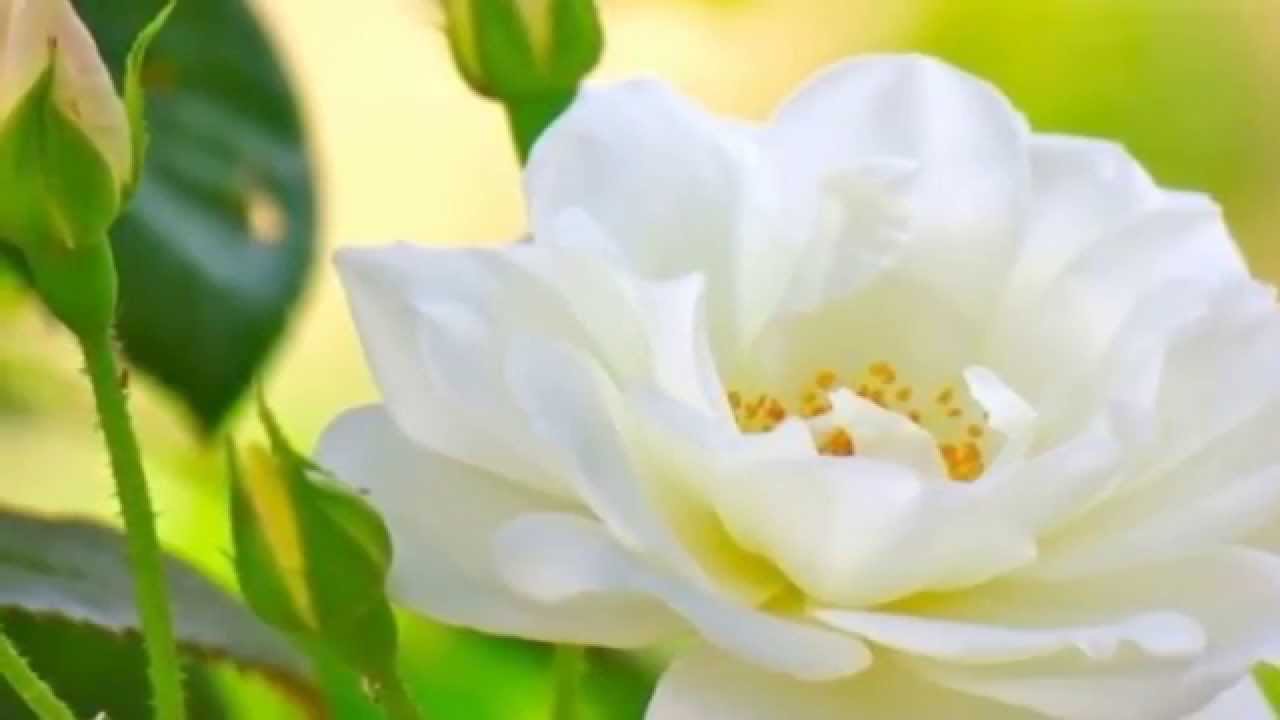 Ensina-nos a Orar - Amélia Rodrigues- Vós Divaldo P. Franco - Recanto Espírita de Paz