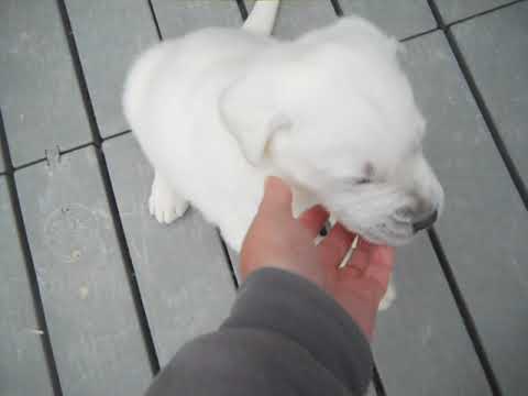 Zues at 4 weeks of age