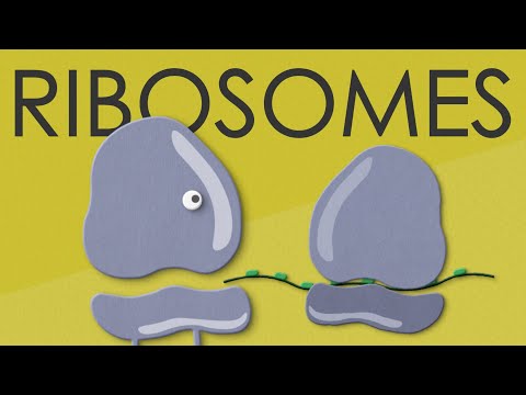 Ribosomes: structure and function