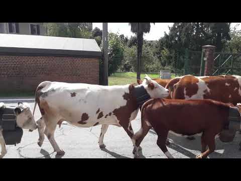 27 settembre 2020 , la transumanza in Canavese (TO) , un'antica tradizione che si rinnova ogni anno