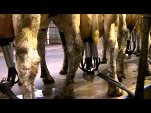 ClusterClean Flush System - Swingover 40 Point Rapid Exit