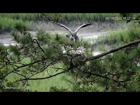 Great Blue Herons Court And Copulate In Savannah, Georgia – June 14, 2022