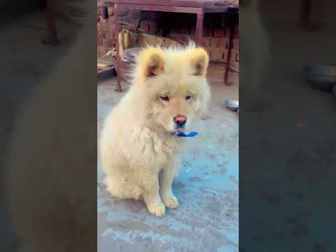so innocent dog 😂😂 #funnyvideos