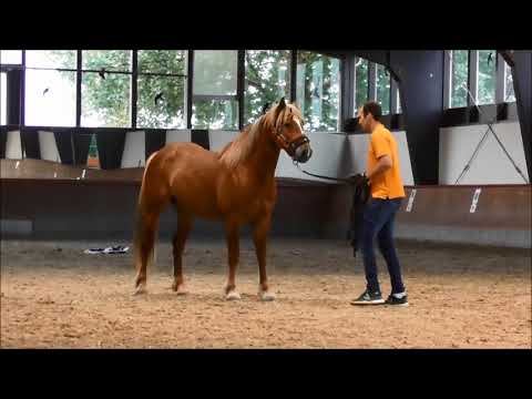 MUSTANG MAKEOVER 2018 Team Luuk (TAG 4357) - Update 3