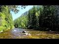 The Best of 4k Taylor River Stream in USA. Relaxing River Sounds, White Noise for Sleep, Study.