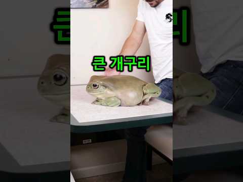 이게 맞나 싶을 정도로 세상에서 가장 큰 개구리..